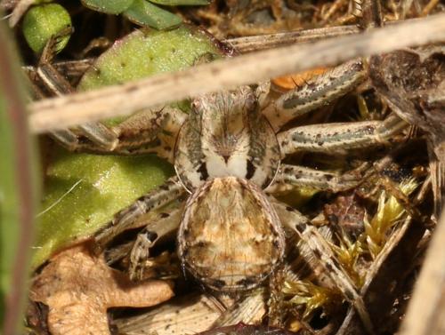 Xysticus sp.